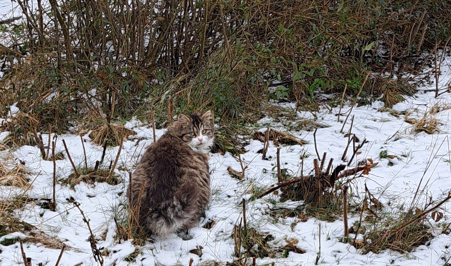 Wspieramy opiekunów kotów wolno bytujących